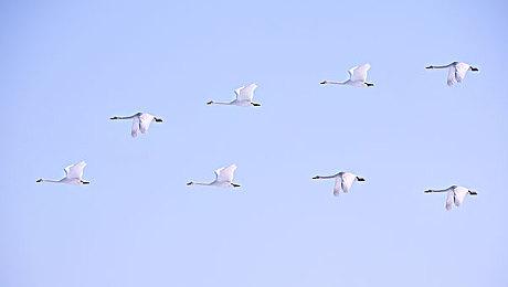 消息称任天堂已为2022年安排大量独占大作